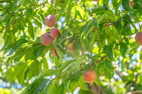 Photo of property in 34 Horopito Road, Waikanae, 5036