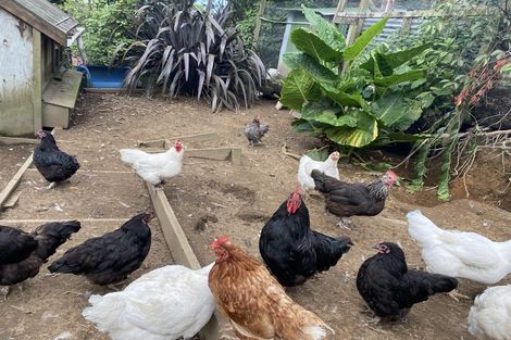 Photo of property in 597 Work Road, Whakamarama, Katikati, 3181