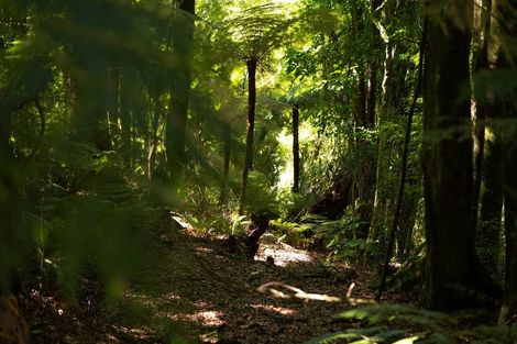 Photo of property in 1039e Work Road, Whakamarama, Katikati, 3181