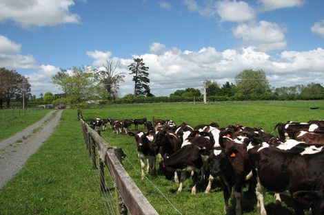 Photo of property in 595a Tauranga Road, Te Poi, Matamata, 3473