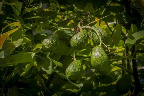 Photo of property in 89 Purangi Road, Purangi, Whitianga, 3591