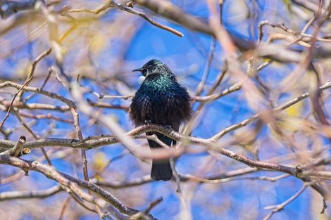 Photo of property in 19 Pilmer Road, Makauri, Gisborne, 4071