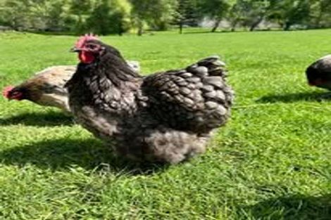 Photo of property in 124 Kanohi Road, Kaukapakapa, 0873