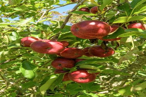 Photo of property in 3 Phillips Drive, Oropi, Tauranga, 3173