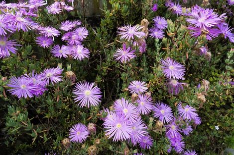 Photo of property in 17 Fitzwater Place, Henderson, Auckland, 0612