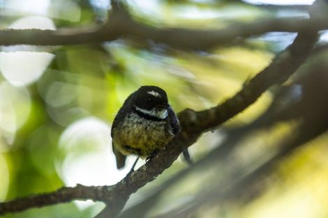 Photo of property in 55 Station Road, Paeroa, 3600