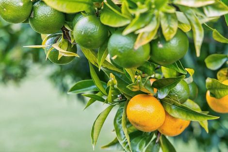 Photo of property in 282 Glenmohr Road, Waipu, 0582