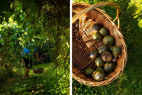 Photo of property in 80 Koutunui Road, Athenree, Katikati, 3177