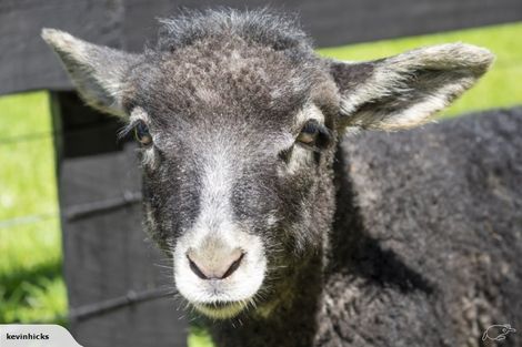 Photo of property in 192 Robinson Road, Coatesville, Albany, 0793