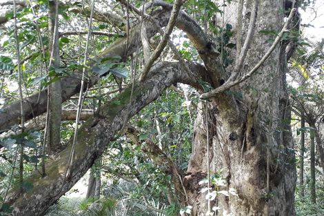 Photo of property in 296 Devich Road, Mangawhai, Kaiwaka, 0573