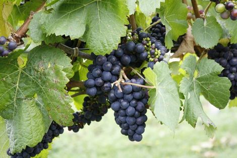 Photo of property in 22 Laings Road, Tinwald, Ashburton, 7775