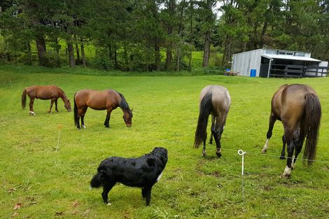 Photo of property in 289 Wright Road, Aongatete, Katikati, 3181