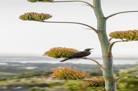 Photo of property in 290 Minden Road, Minden, Tauranga, 3176