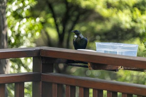 Photo of property in 198 Albany Heights Road, Albany Heights, Albany, 0792
