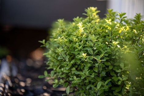 Photo of property in 16 Norman Street, Nawton, Hamilton, 3200