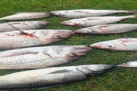 Photo of property in 42 Owai Avenue, Helena Bay, Hikurangi, 0184