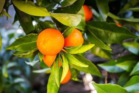 Photo of property in 143 Onslow Street, Kawerau, 3127