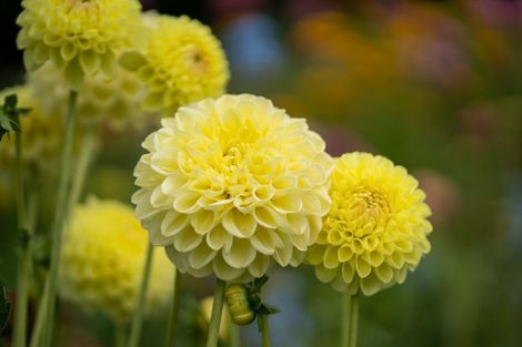 Photo of property in 5/191 Racecourse Road, Cambridge, 3493