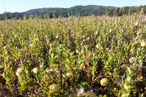 Photo of property in 1218 Old Christchurch Road, Awatuna, Hokitika, 7882