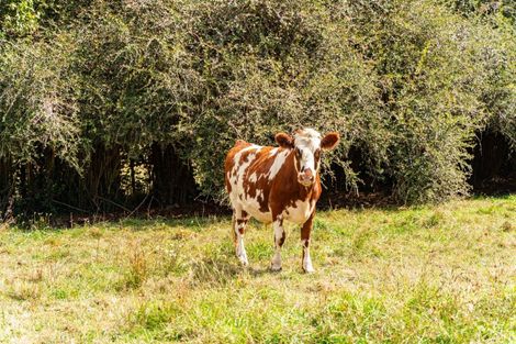 Photo of property in 174 Whatitiri Road, Maungatapere, Whangarei, 0179