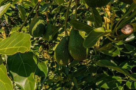 Photo of property in 49 Main Sh25 Road, Tairua, 3579