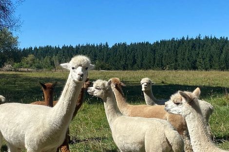 Photo of property in 153 Halcombe Road, Feilding, 4775