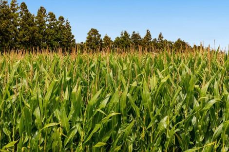 Photo of property in 76 Bell Road, Papamoa, 3187