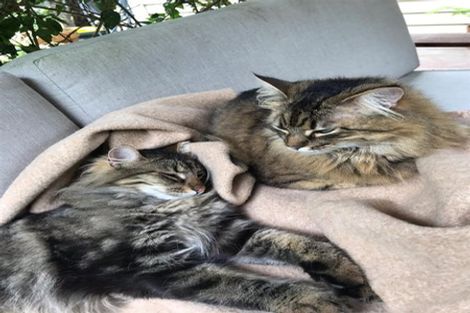 Photo of property in 153 Laingholm Drive, Laingholm, Auckland, 0604