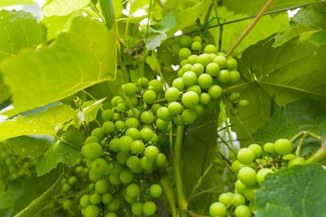 Photo of property in 75 Liverpool Street, Levin, 5510