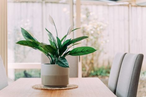 Photo of property in 7 Villino Place, Randwick Park, Auckland, 2105