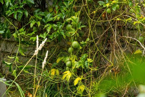 Photo of property in 16 Moana Place, Morrinsville, 3300