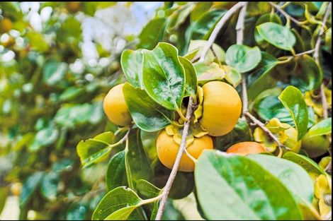 Photo of property in 45 Suester Road, Poroti, Whangarei, 0179