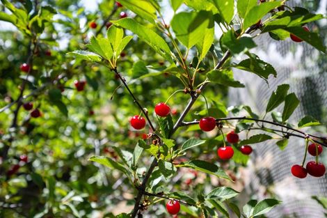 Photo of property in 94 Middleton Road, Upper Riccarton, Christchurch, 8041