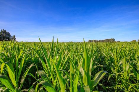 Photo of property in 414 Naughton Road, Kerrytown, Timaru, 7975