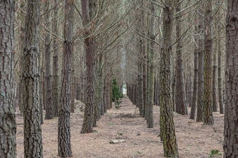 Photo of property in 110 Worlingham Road, Eyrewell, Rangiora, 7476