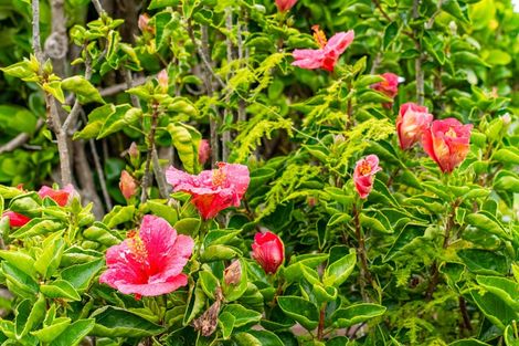 Photo of property in 1/42 Cranley Street, Dargaville, 0310