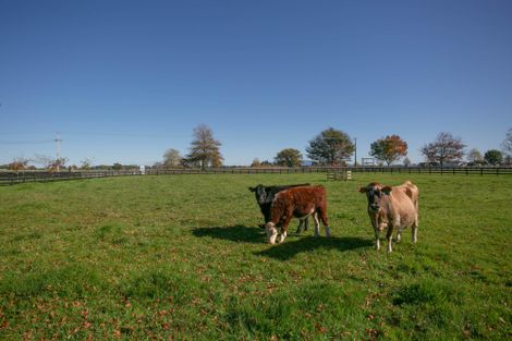 Photo of property in 1659 Cambridge Road, Cambridge, Hamilton, 3283