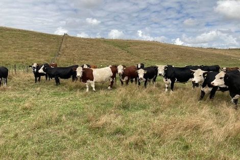 Photo of property in 113c Marua Road, Hikurangi, 0181