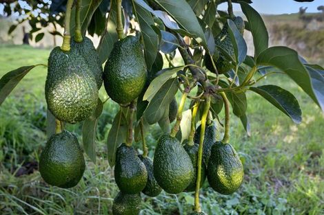 Photo of property in 333 Paerata Ridge Road, Waiotahe, Opotiki, 3198