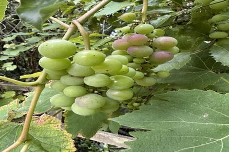 Photo of property in 44 Golf Road, Wakefield, 7025