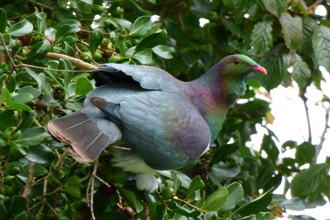 Photo of property in 110 Hall Road, Waiuku, 2681