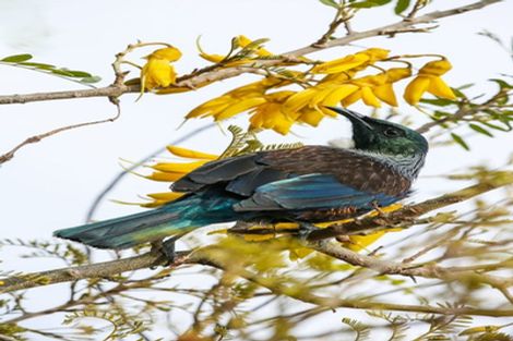 Photo of property in 3/6 Whaui Street, Vogeltown, Wellington, 6021