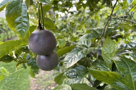 Photo of property in 241 Rea Road, Tahawai, Katikati, 3178