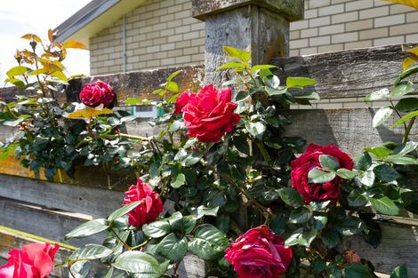 Photo of property in 12 Corfe Castle Lane, Levin, 5510