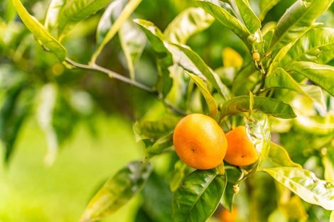 Photo of property in 5802 State Highway 12, Arapohue, Dargaville, 0370