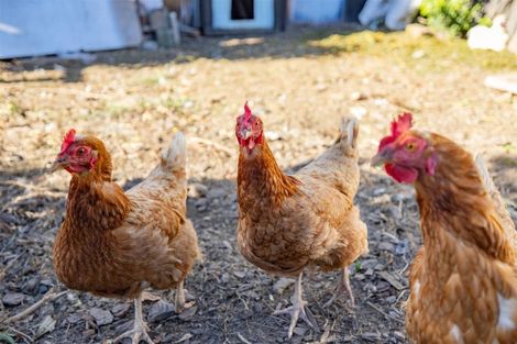 Photo of property in 24 Takaro Avenue, Sockburn, Christchurch, 8042