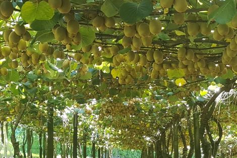 Photo of property in 6a Woodland Road, Tahawai, Katikati, 3170