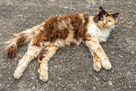 Photo of property in 14a White Street, Whanganui East, Whanganui, 4500