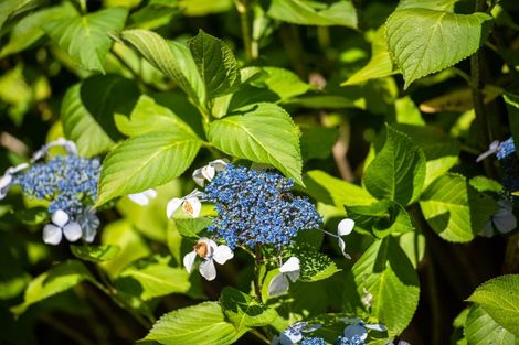 Photo of property in 1160 Wakamarina Road, Wakamarina, Havelock, 7178