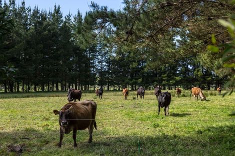 Photo of property in 302 Para Road, Parkvale, Carterton, 5792